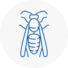 South Norwood Wasp Nest Removal